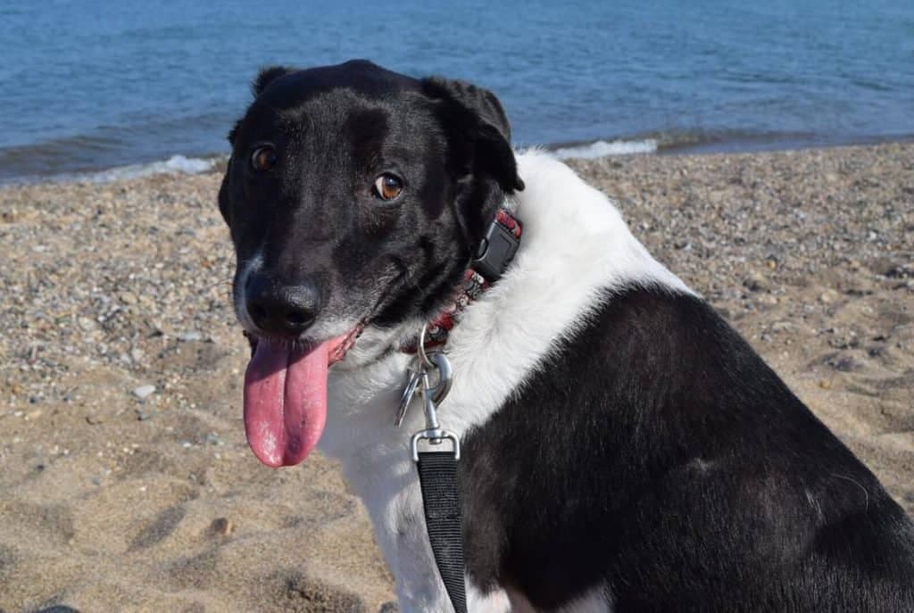 Border Collie Greyhound Mix