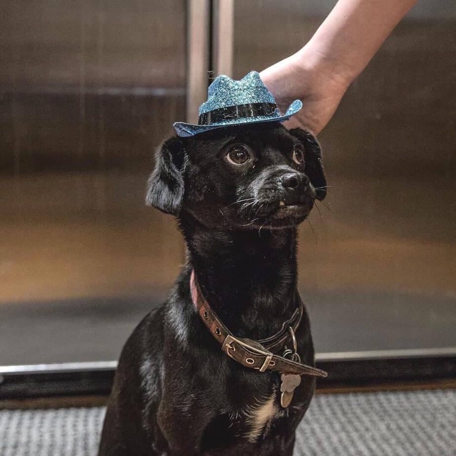 Cocker Spaniel Greyhound Mix