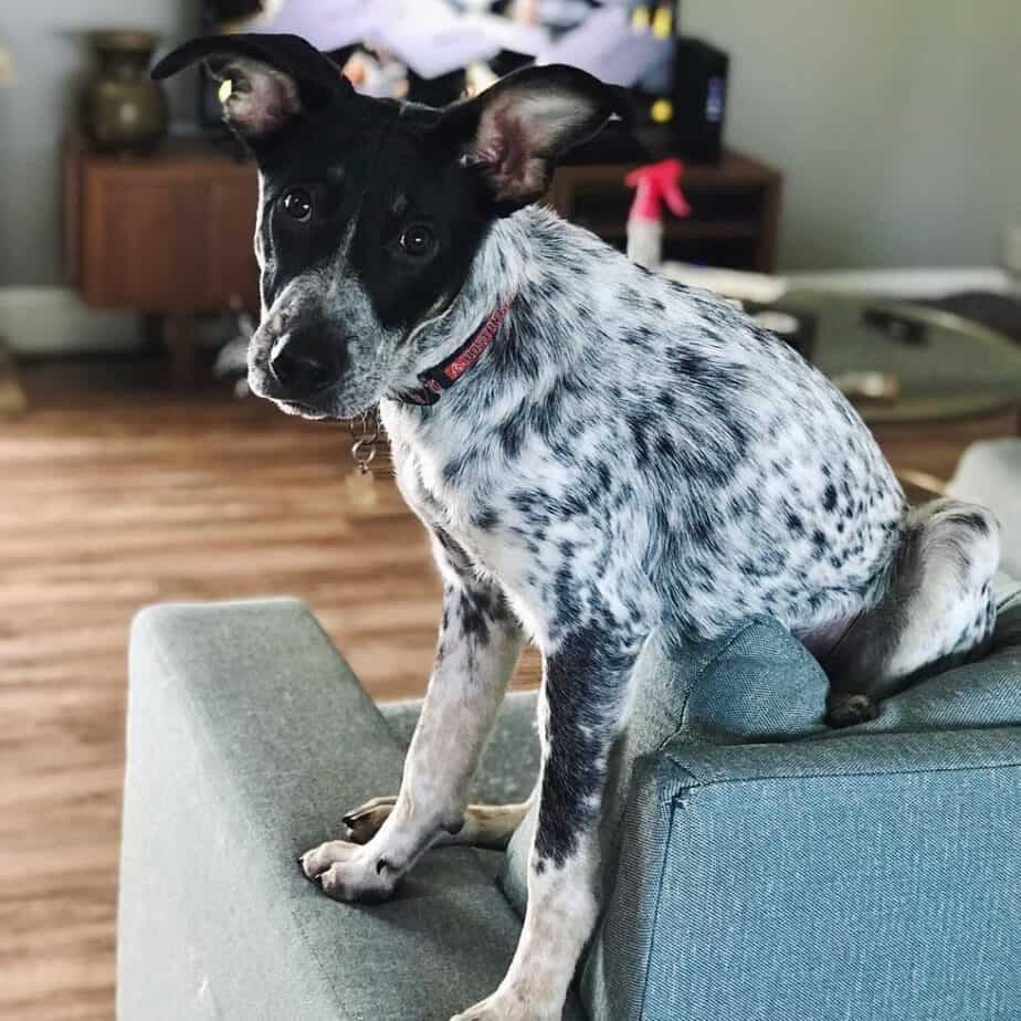 Dalmatian greyhound mix