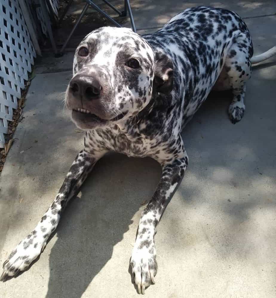 Golden retriever greyhound mix