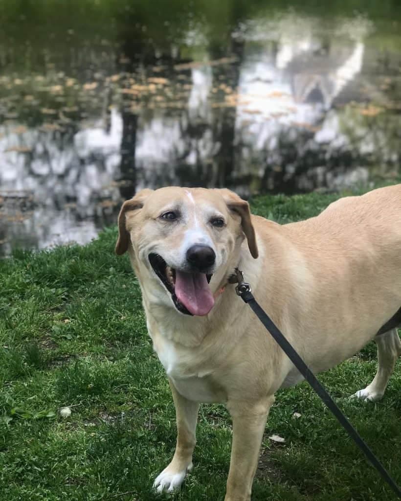 Rhodesian ridgeback greyhound mix