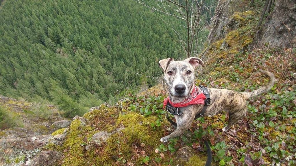 Catahoula greyhound mix