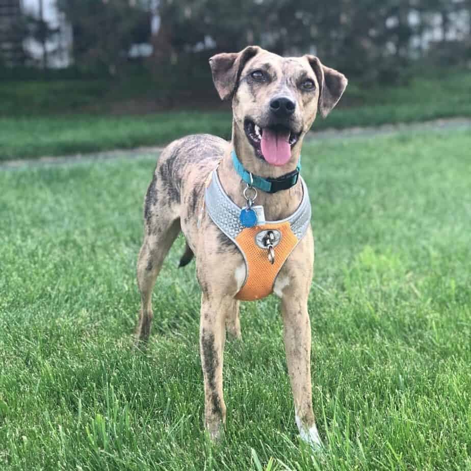 Doberman Greyhound Mix