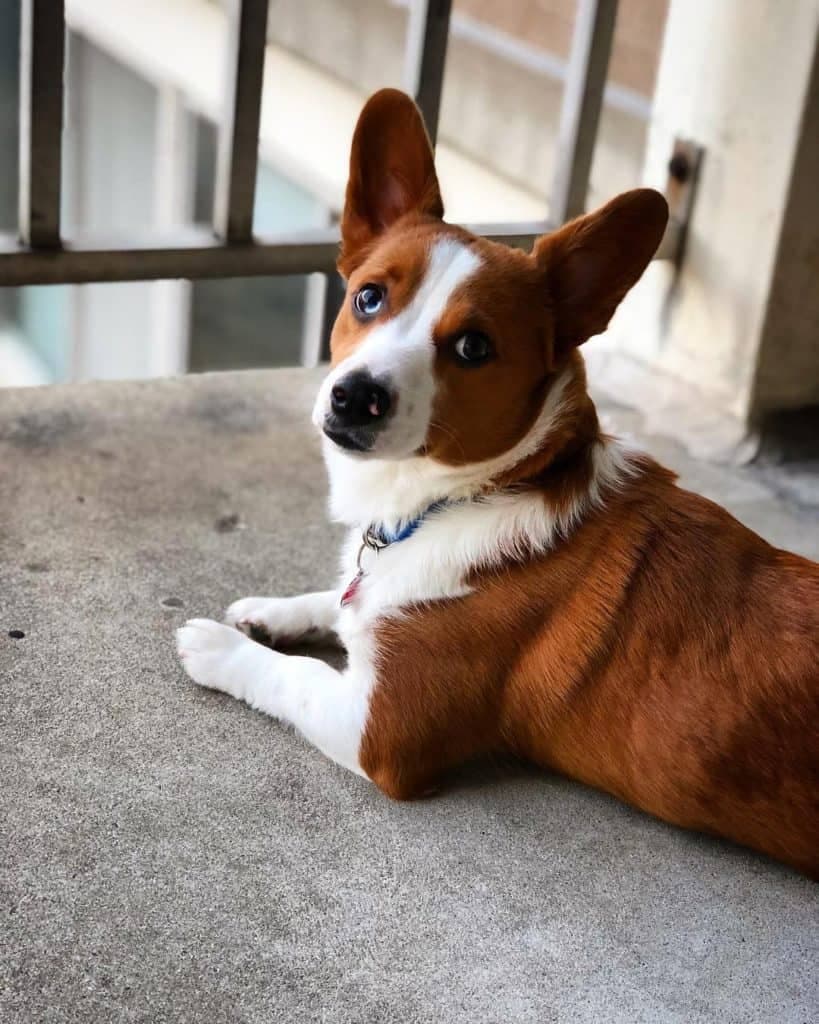 Corgi australian shepherd mix