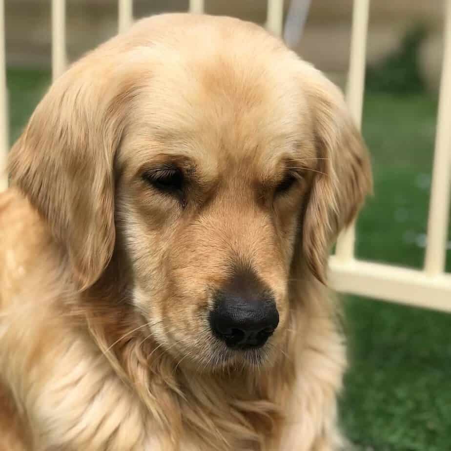 Golden retriever australian shepherd mix