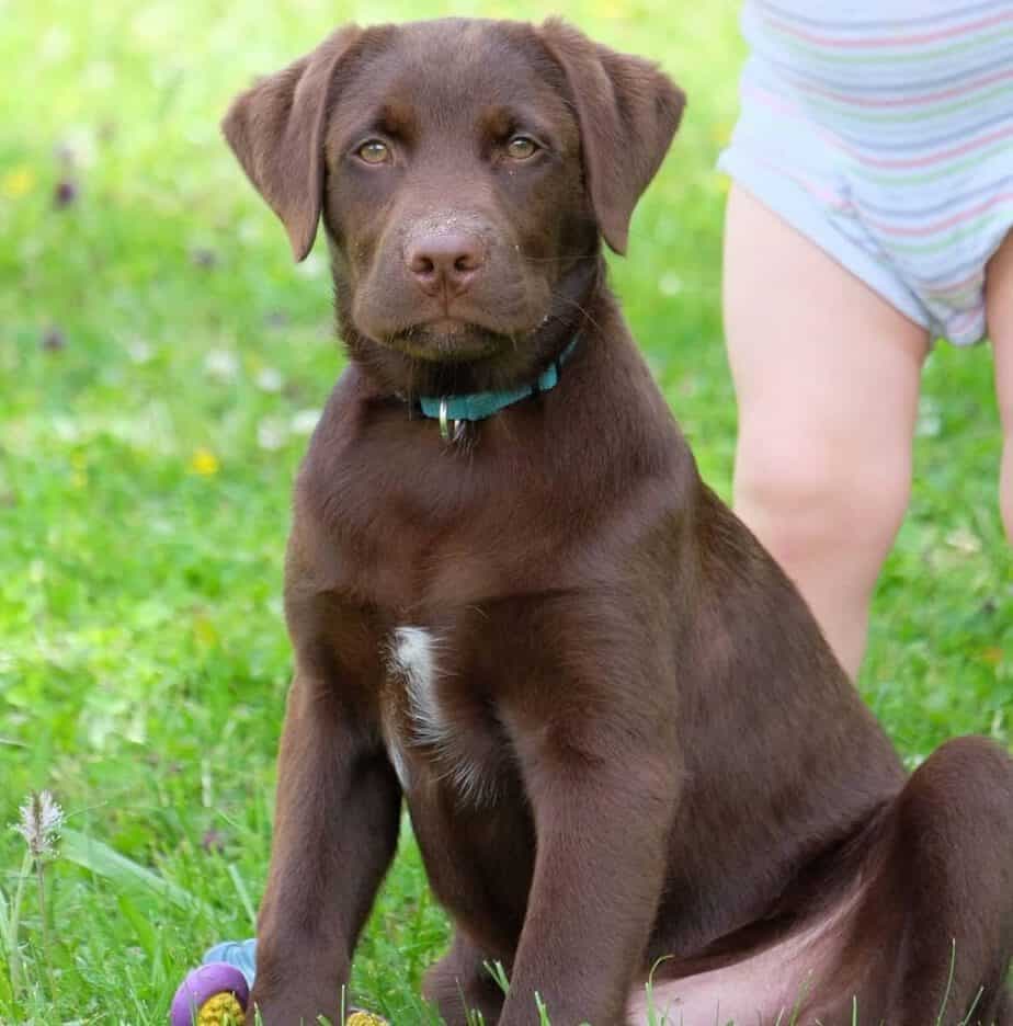 Labrador Australian Shepherd Mix