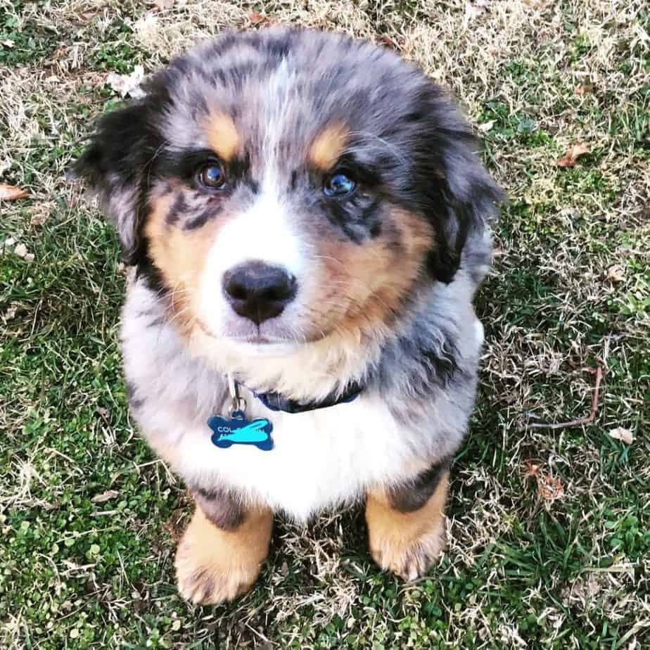 Bernese Mountain Dog Australian Shepherd Mix