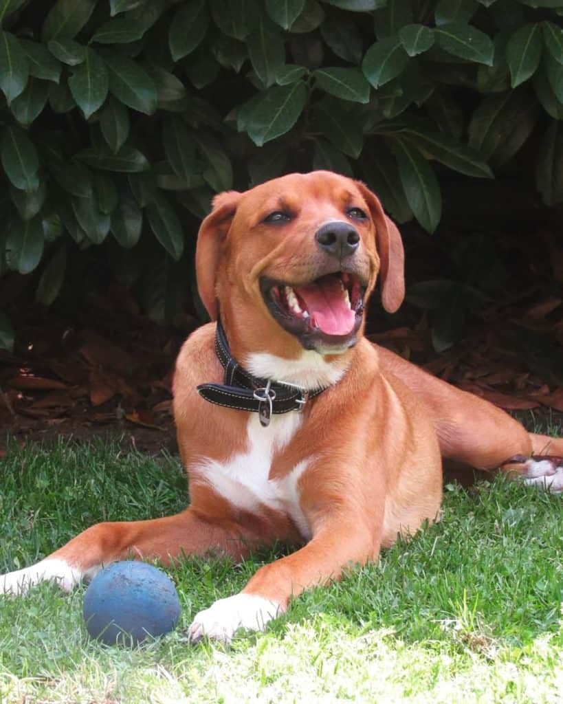 Boxer Australian Shepherd Mix