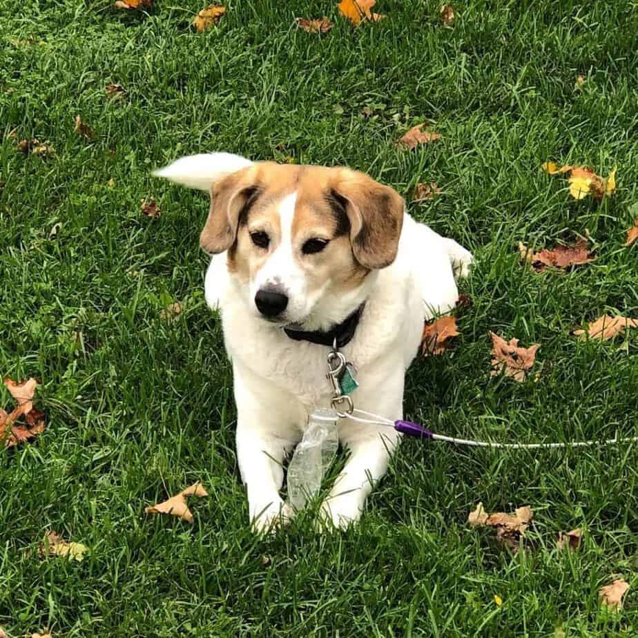 Beagle Australian Shepherd Mix