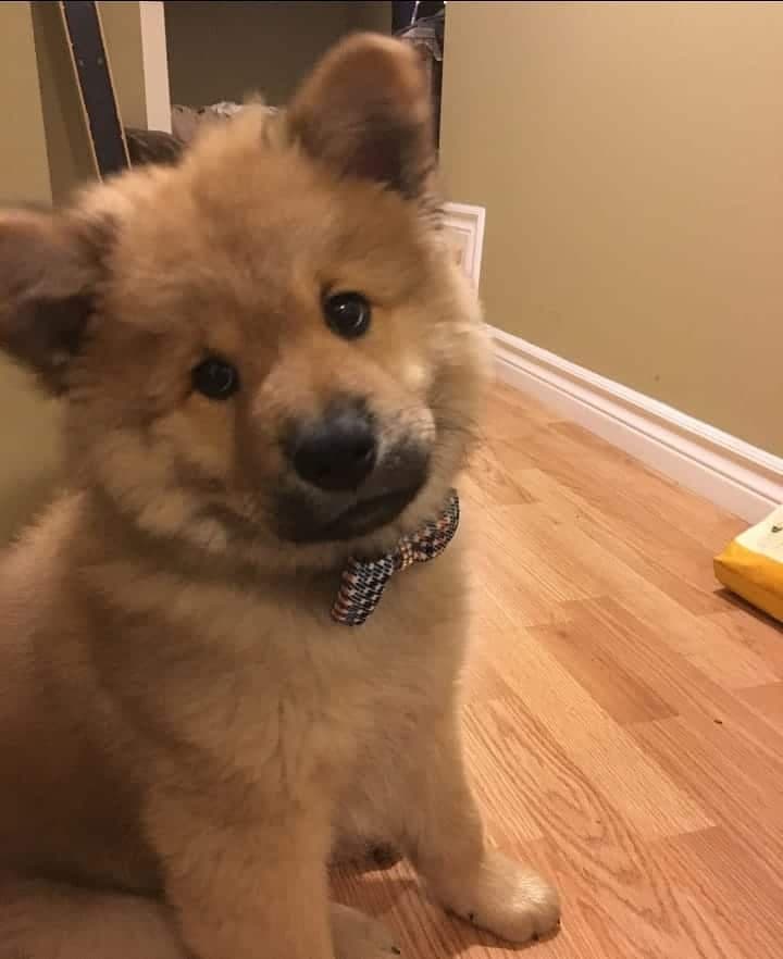 Chow chow australian shepherd mix