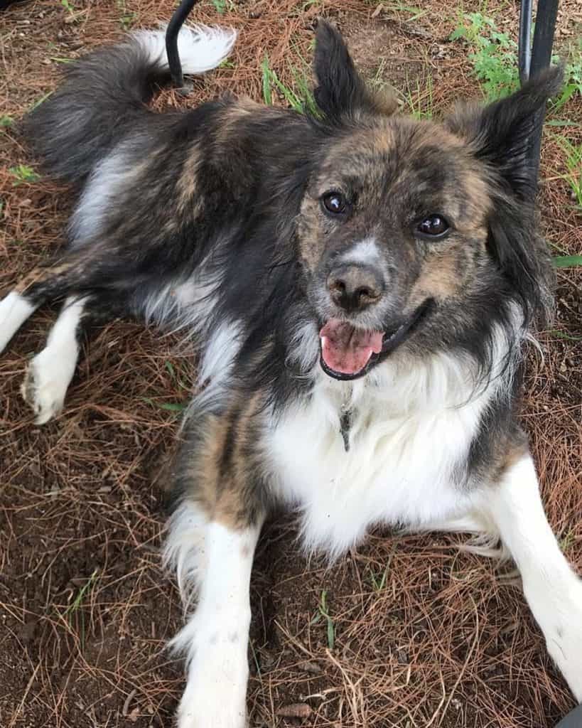 Border Collie Australian Shepherd Mix