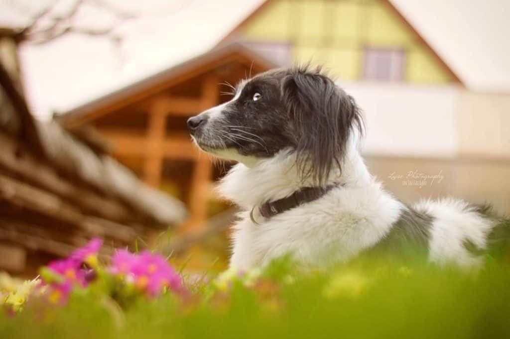 Dachshund Australian Shepherd Mix