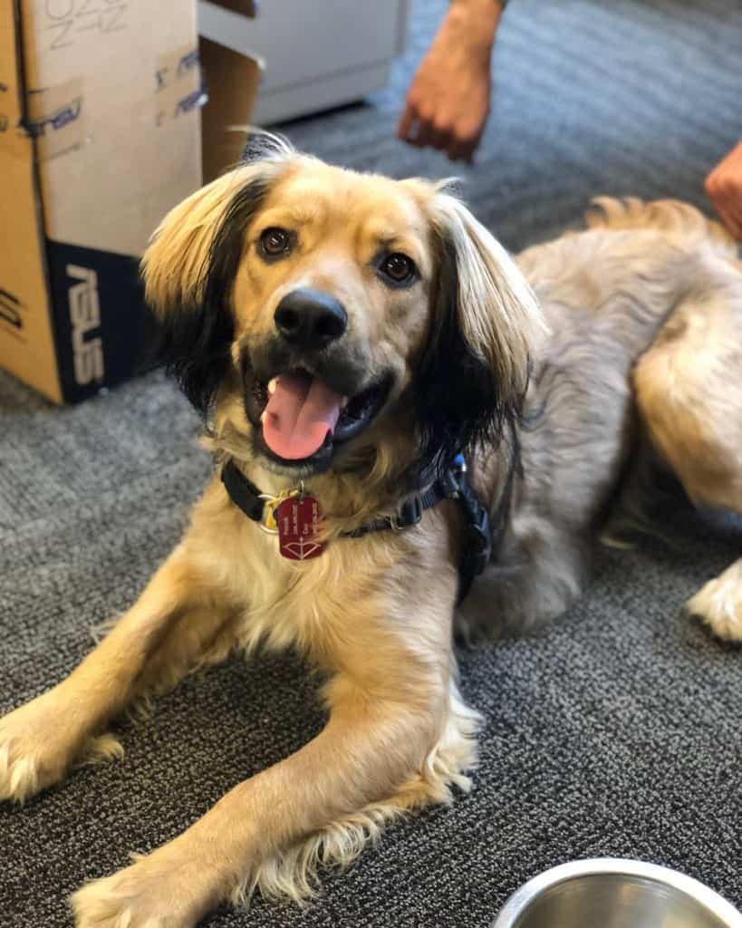 Cocker Spaniel Australian Shepherd Mix