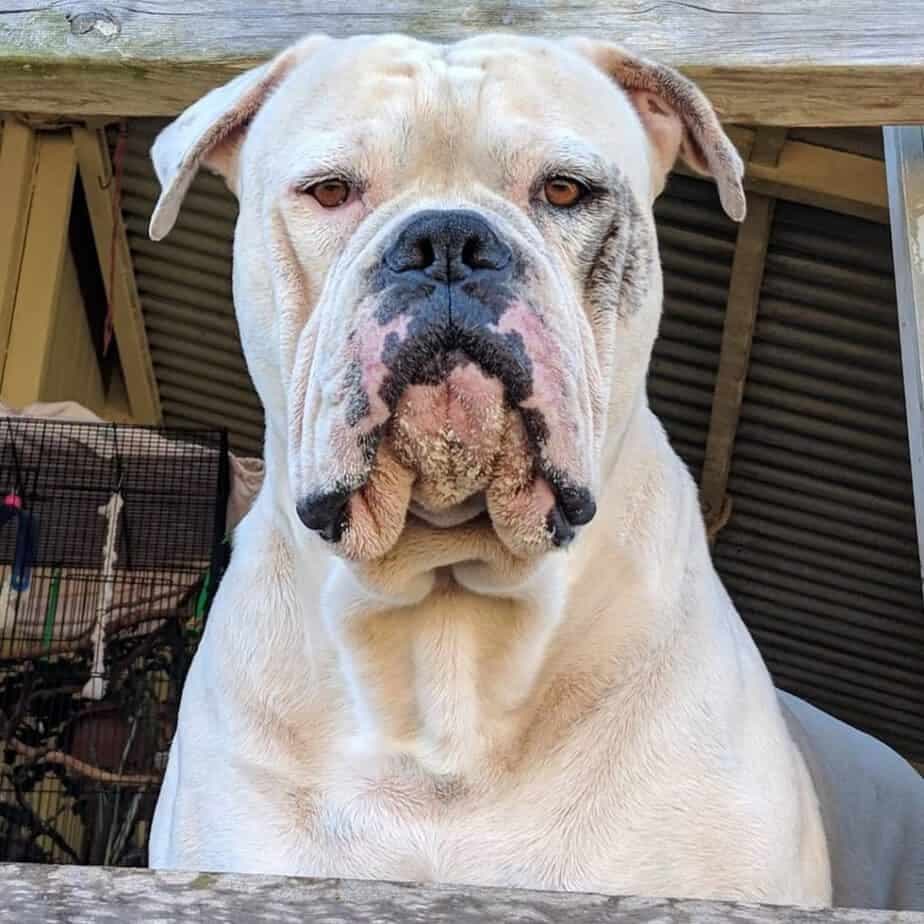 American Bulldog Australian Shepherd Mix