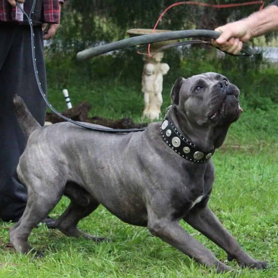 Cane corso australian shepherd mix