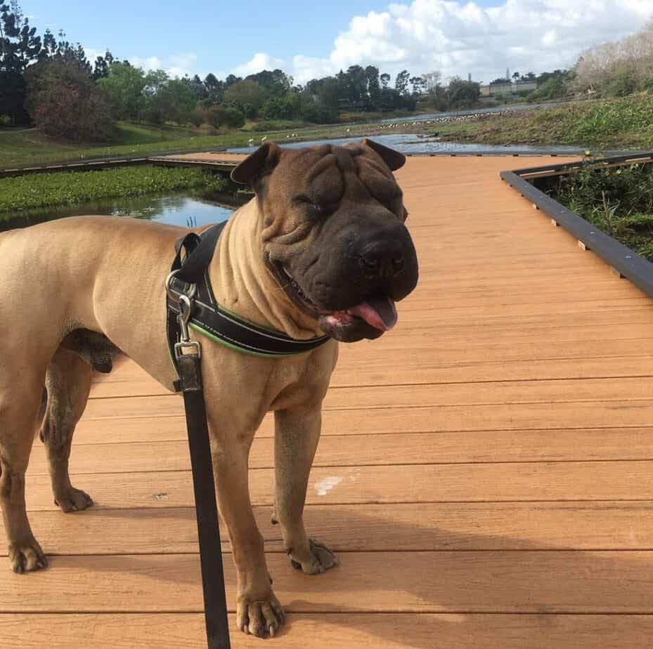 Shar pei australian shepherd mix