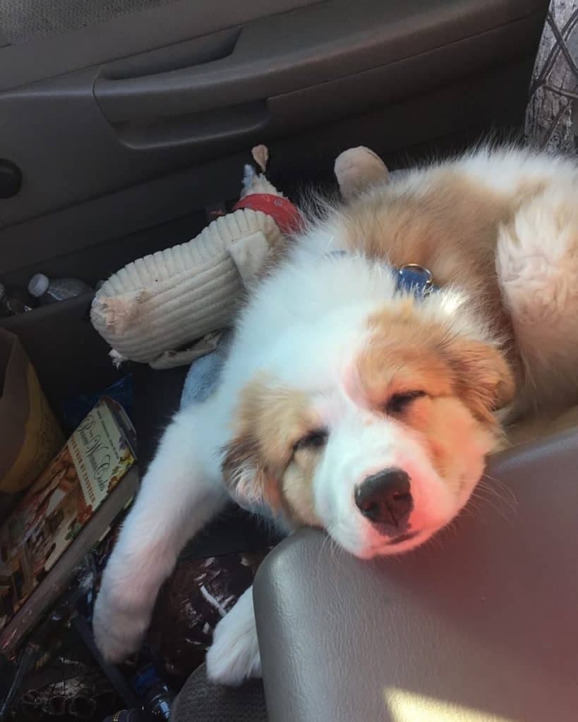 Great pyrenees australian shepherd mix