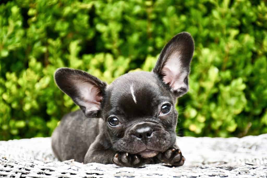 French Bulldog Australian Shepherd Mix