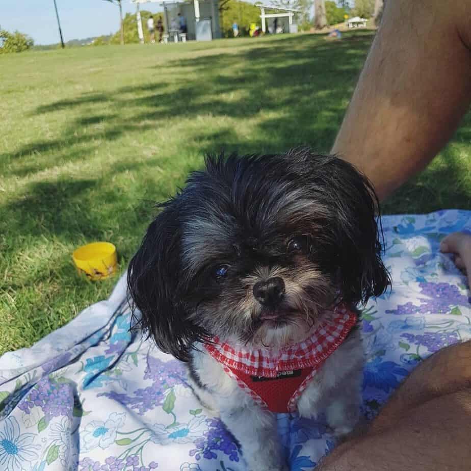 Shih tzu australian shepherd mix