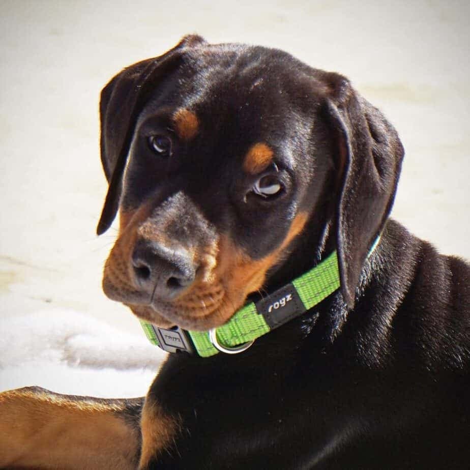 Doberman Australian Shepherd Mix