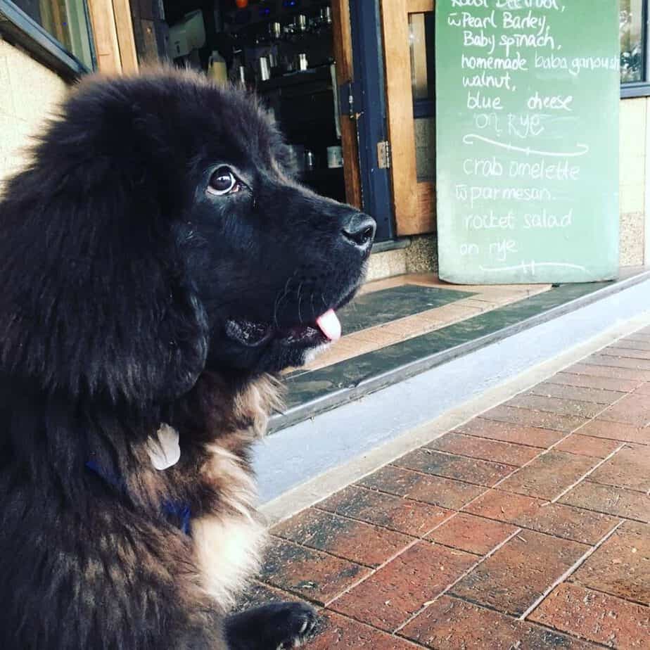 Newfoundland Australian Shepherd Mix