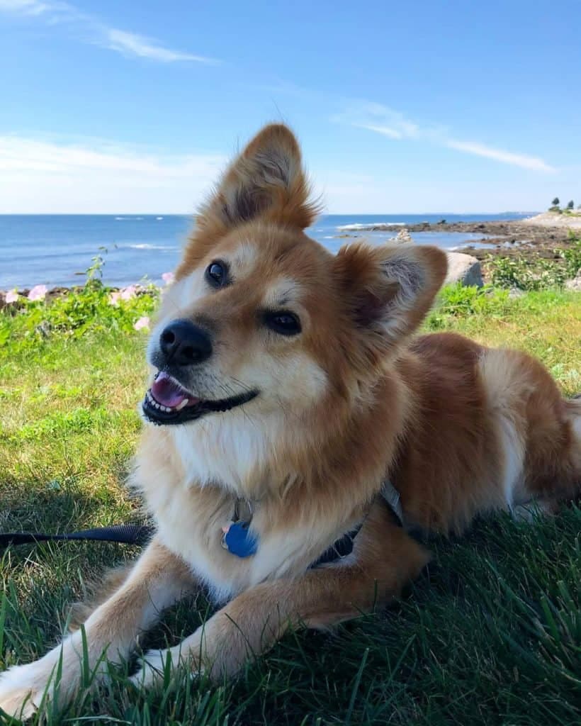 Corgi golden retriever mix