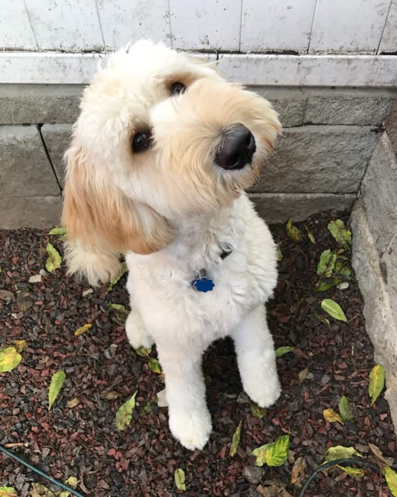 Poodle Golden Retriever Mix