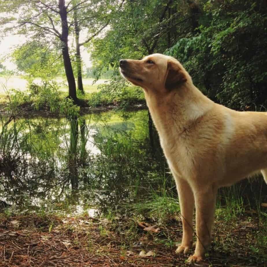 German shepherd golden retriever mix