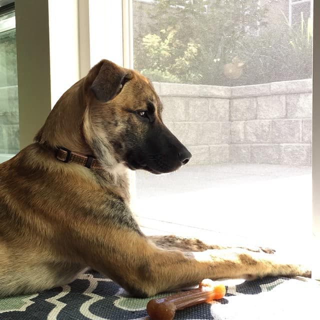 Beagle golden retriever mix