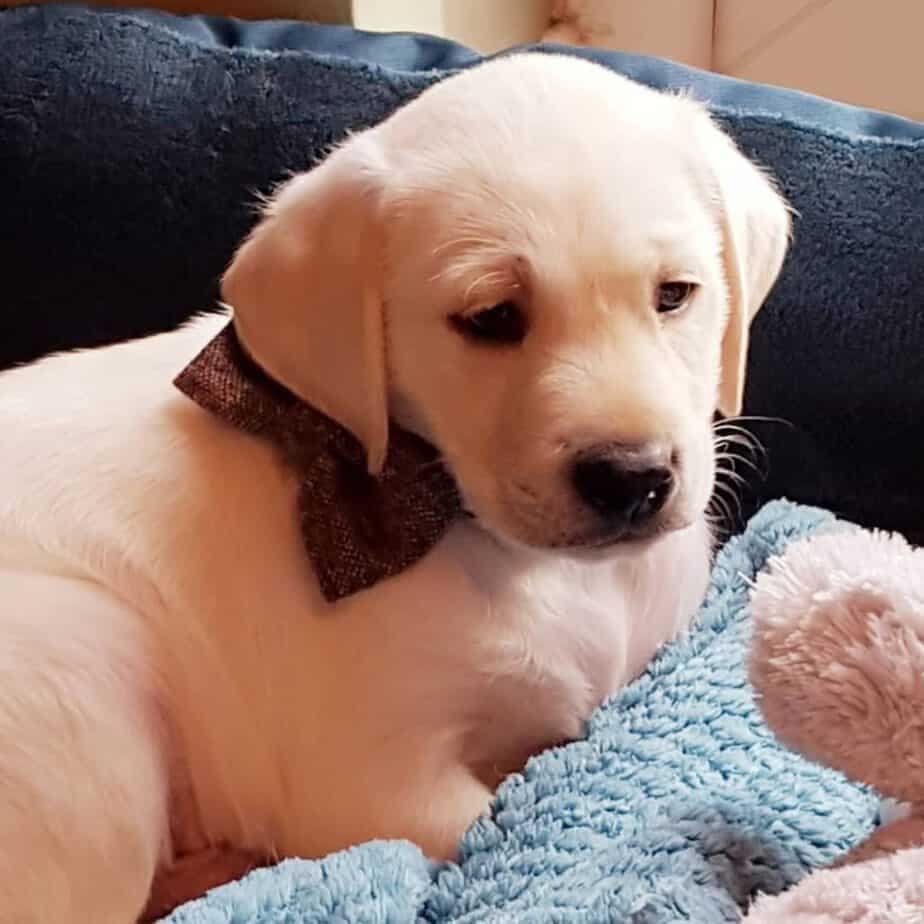 Bull Mastiff Golden Retriever Mix