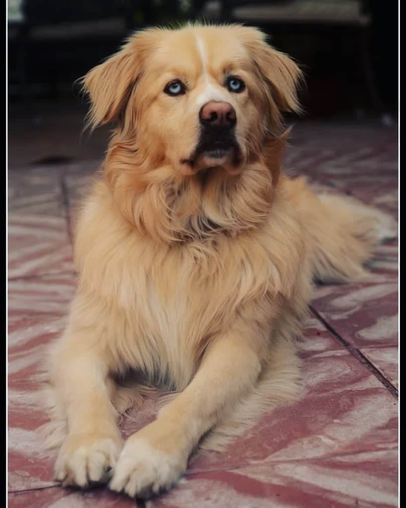 Border Collie Golden Retriever Mix