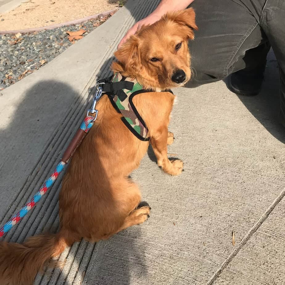 Australian Shepherd Golden Retriever Mix