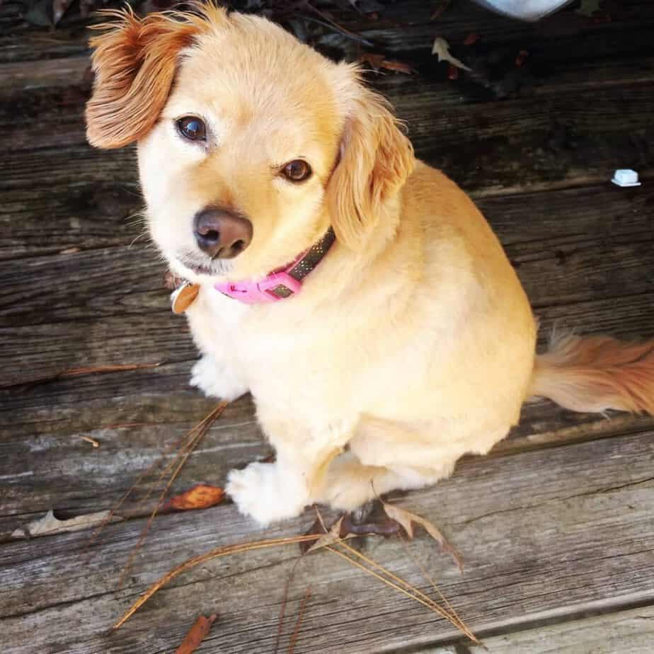 Pug Golden Retriever Mix