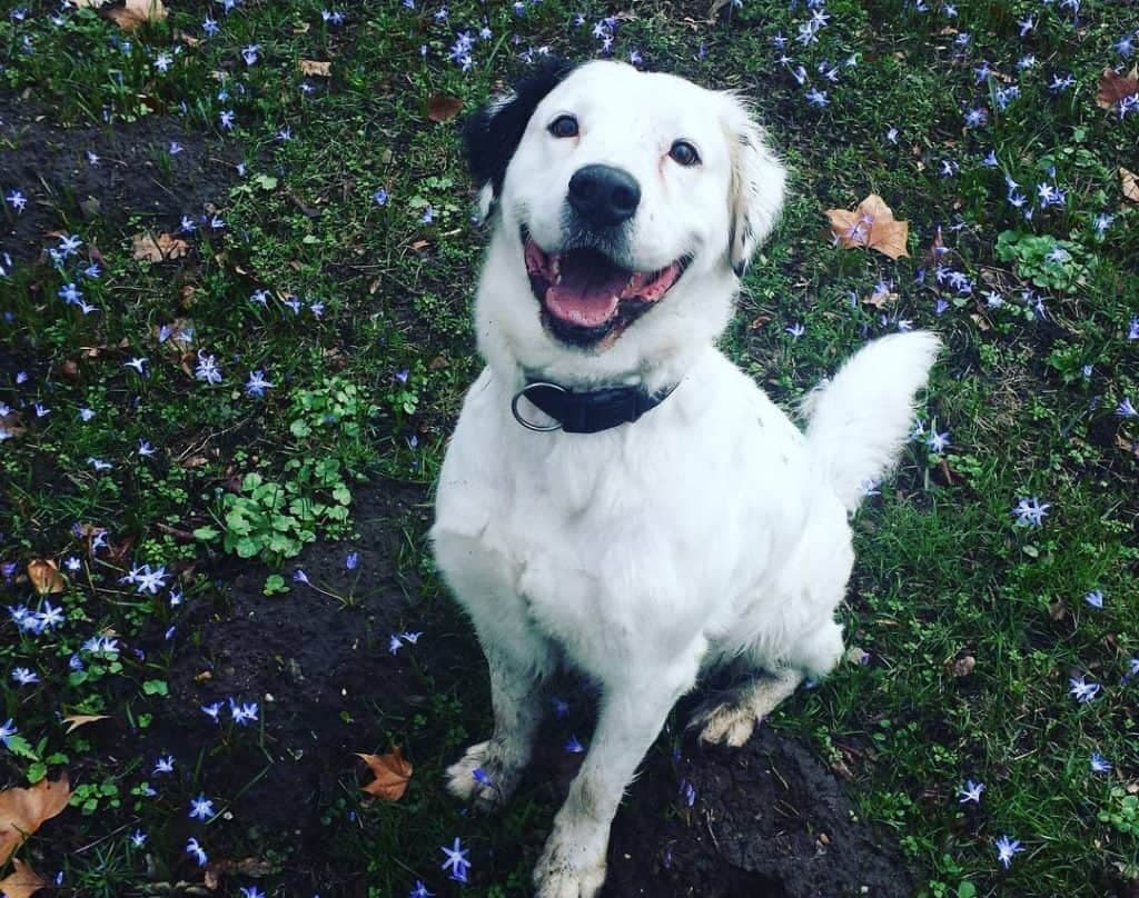 St. Bernard Golden Retriever Mix