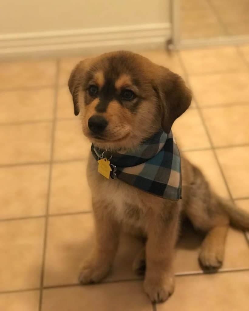 Husky Golden Retriever Mix