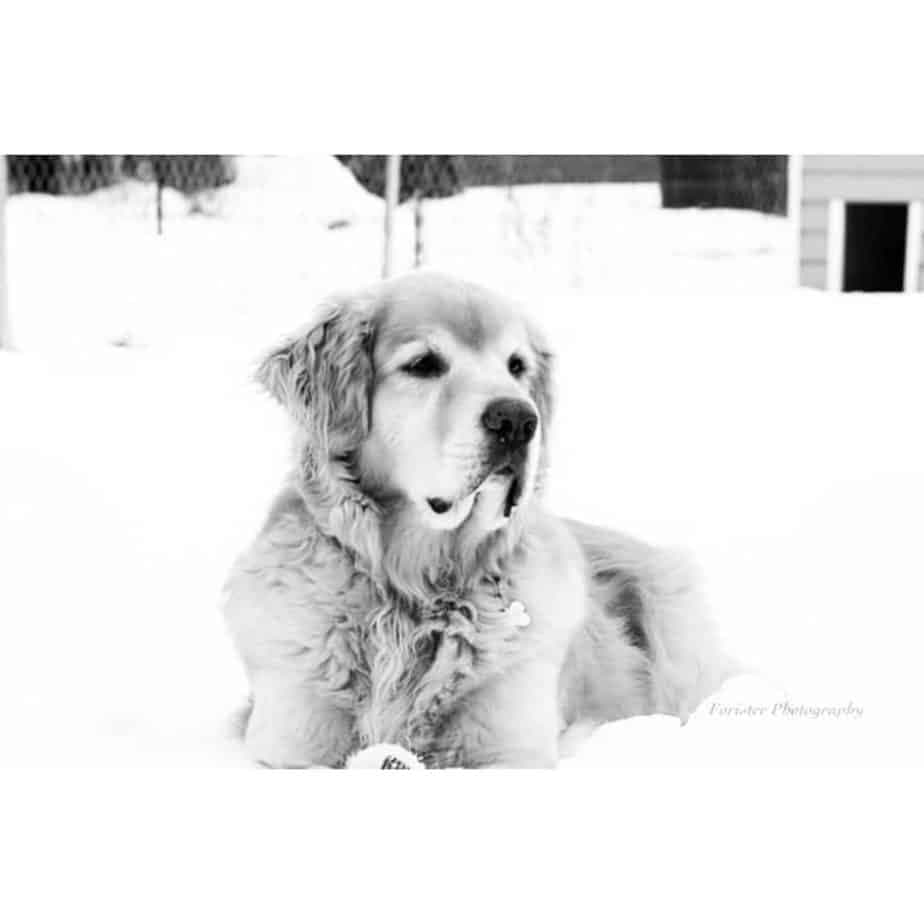 Newfoundland Golden Retriever Mix