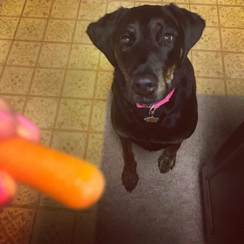 Doberman Golden Retriever Mix