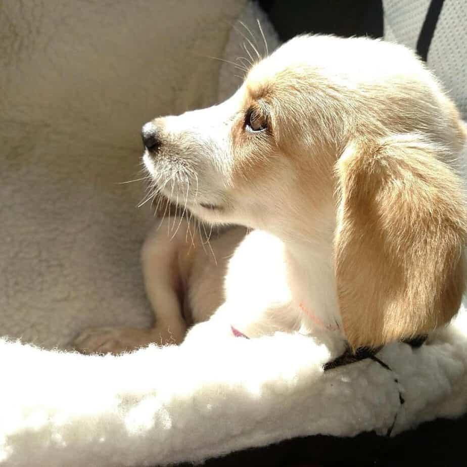 Shih Tzu Golden Retriever Mix