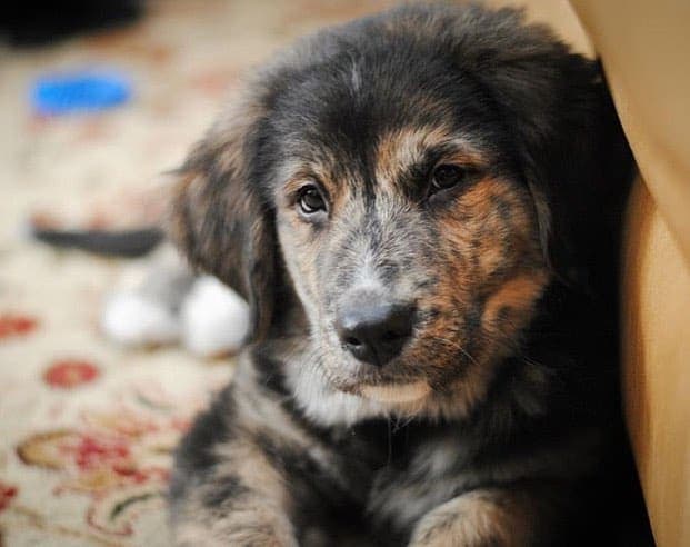 Bernese mountain dog golden retriever mix