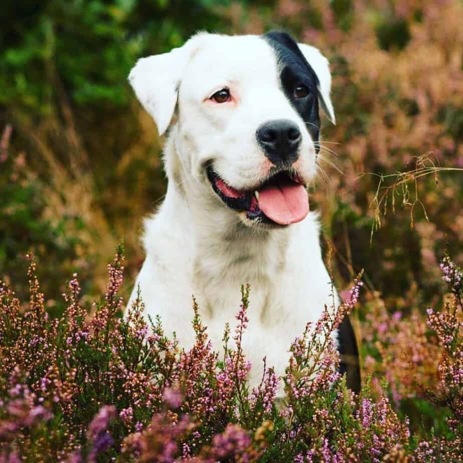 Boxer Border Collie Mix