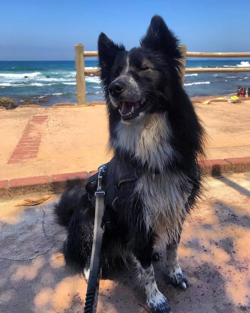 Husky border collie mix