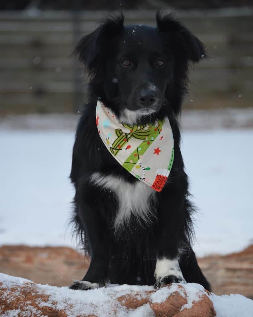 Corgi Border Collie Mix