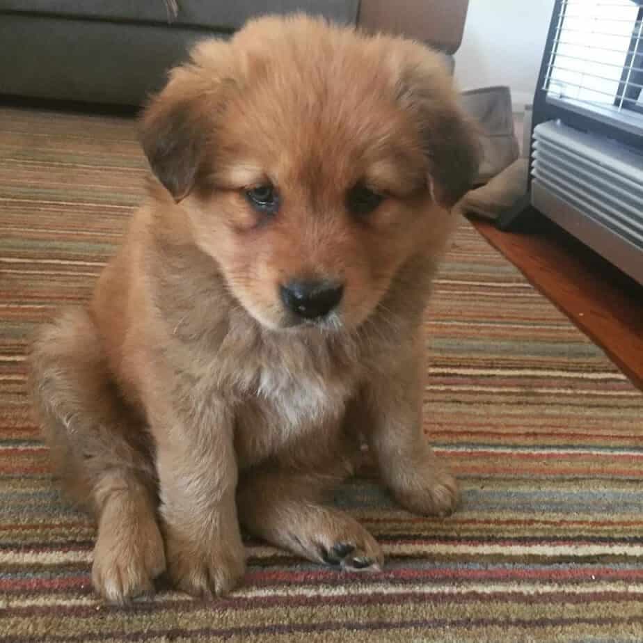 Chow chow border collie mix