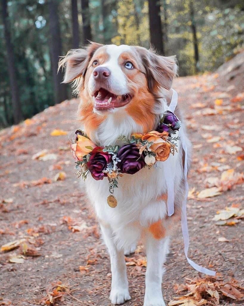 Australian shepherd border collie mix