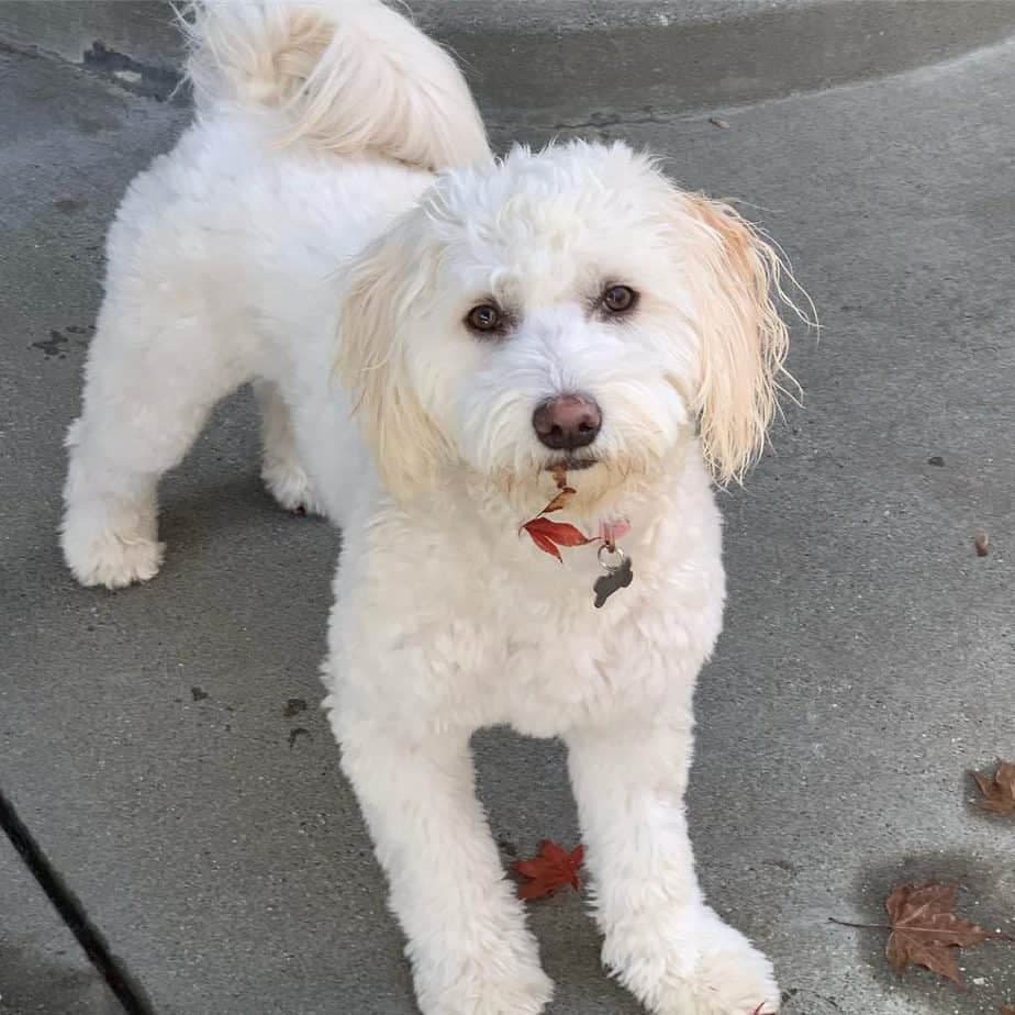 Dachshund Border Collie Mix