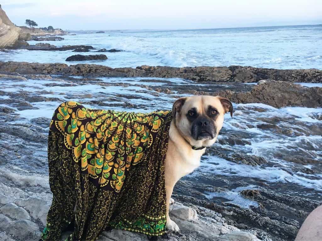 Pug border collie mix