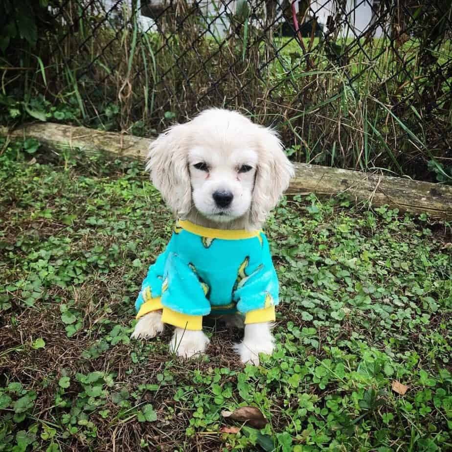 Cocker spaniel border collie mix