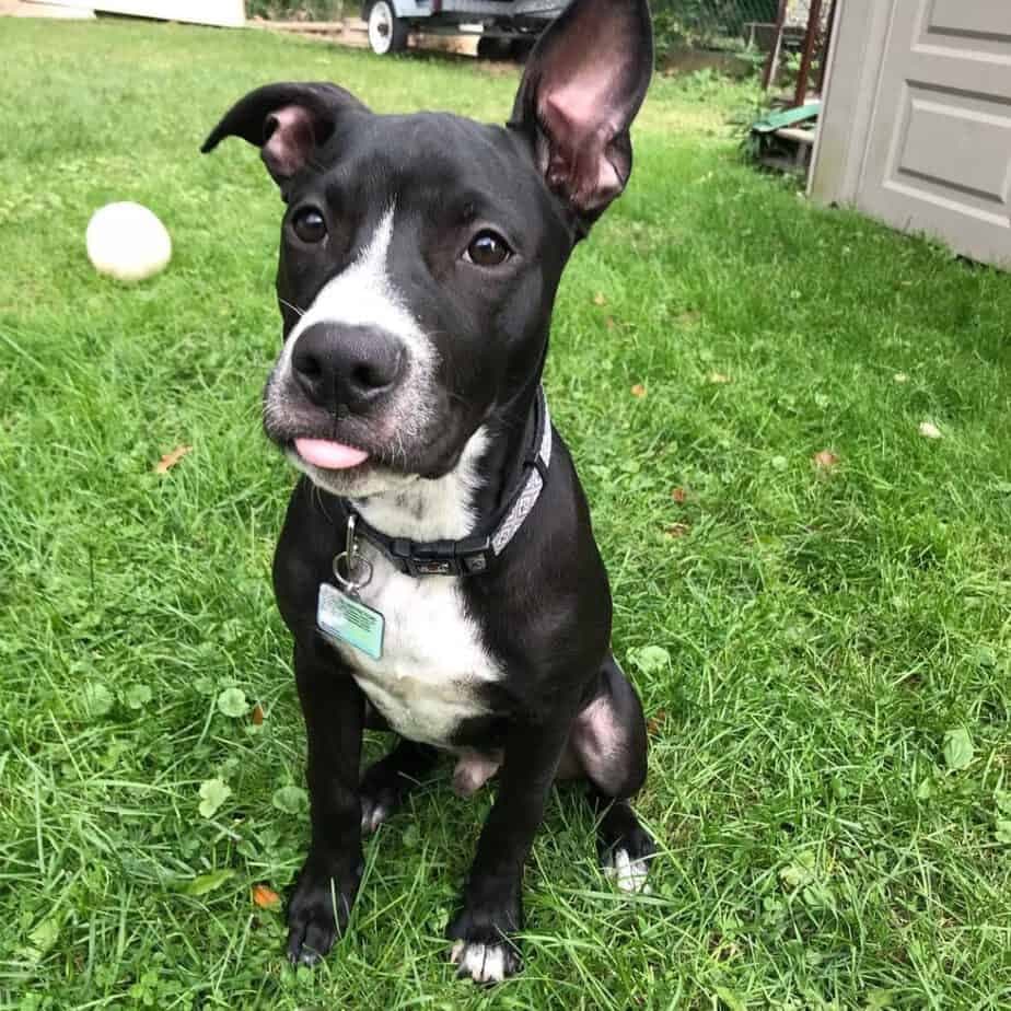 American Bulldog Border Collie Mix