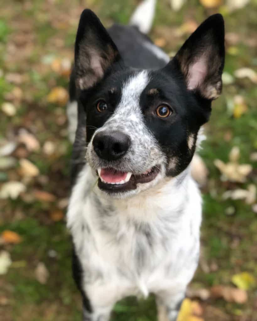 Blue Heeler Border Collie Mix