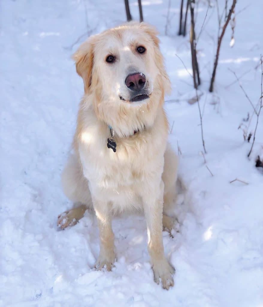 Golden retriever border collie mix